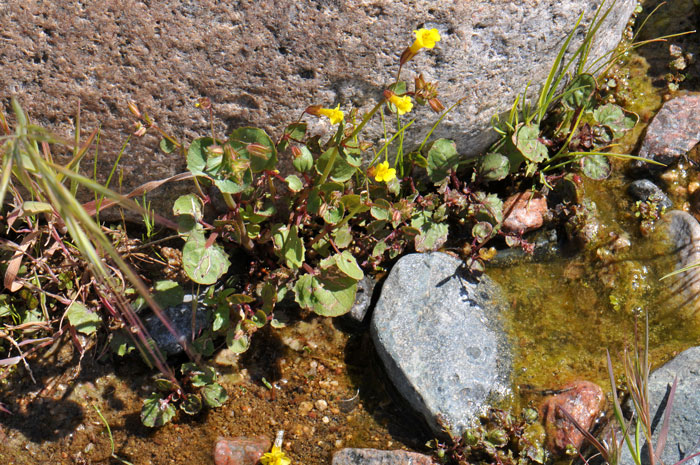 Seep Monkeyflower is a member of the Snapdragon Family which its flowers greatly resemble. Bees will readily pollinate the flowers resulting in annual plants. Mimulus guttatus